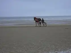 Entraînement d'un trotteur