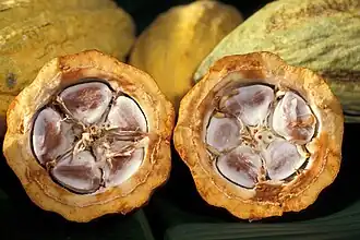Fèves de cacao dans leur cabosse