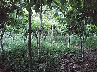 Une cacaoyère à Assôh.