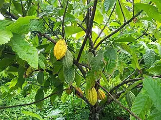 Description de cette image, également commentée ci-après