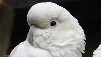 Mâle de la Ménagerie du jardin des plantes