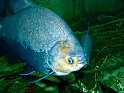 Spécimen en aquarium de muséum