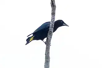 Description de l'image Cacicus latirostris, Puerto Nariño, Amazonas, Colombia 2.jpg.