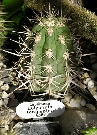 Description de l'image Cactaceae_Eulychnia_breviflora_1.jpg.