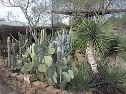 Vue de nombreux cactus et de la flore du comté.