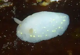 Cadlina modesta