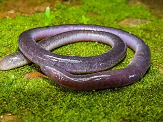 Description de l'image Caecilia subnigricans 99753025.jpg.