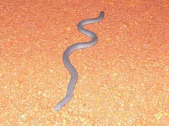 Description de l'image Caecilia tentaculata 109865573.jpg.