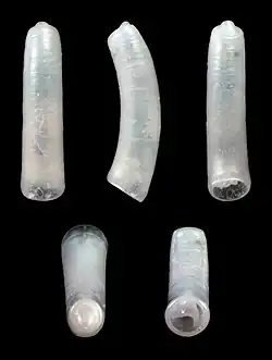 Caecum trachea obsoleta (Carpenter, 1859)