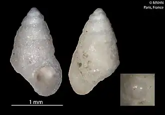 Description de l'image Caelatura barcellosi (MNHN-IM-2012-37685).jpeg.