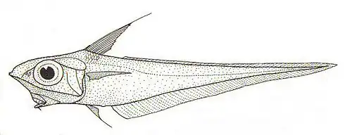 Coelorinchus oliverianus