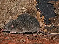 Musaraigne-marsupiale à ventre grisCaenolestes caniventerCaenolestidae