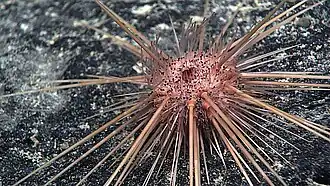 Caenopedina hawaiiensis (Pedinoida).