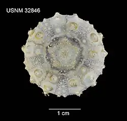 Caenopedina hawaiiensis.