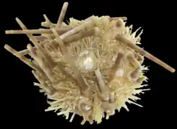 Caenopedina mirabilis.