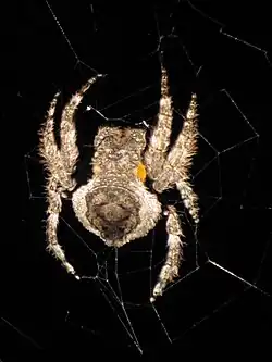 Description de l'image Caerostris sexcuspidata04.jpg.