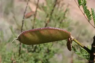 Gousse d'un arbuste poussant entre Cradock et Middelburg (Afrique du Sud).