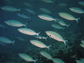 Description de l'image Caesio varilineata.jpg.