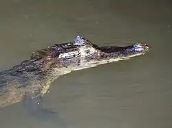 Caïman à lunettes.