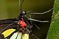 Ornithoptera euphorion (Papilionidae)