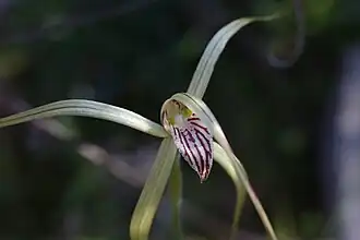 Description de l'image Caladenia elegans.jpg.
