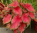 Caladium bicolor  'Florida Sweetheart'.