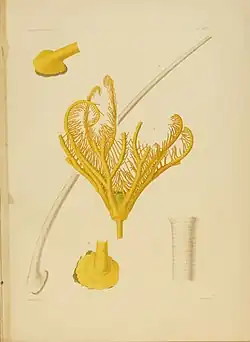 Calamocrinus diomedae.