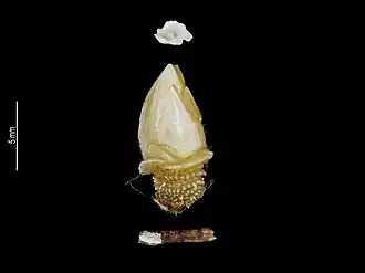 Description de l'image Calantica graphica (MNHN-IU-2013-16550) 002.jpeg.