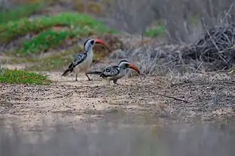 Calaos à bec rouge, Niayes de Pikine (Sénégal).