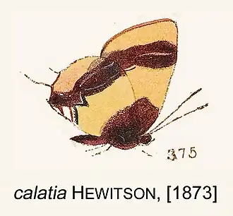 Description de l'image CalatiaHewitson1873OD.jpg.