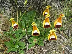 La Calceolaria uniflora est une scrophulariacée de Patagonie.