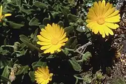 Calendula maritima