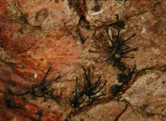 Description de cette image, également commentée ci-après