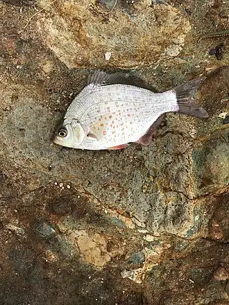 Description de l'image Calico surfperch.jpg.