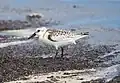 Bécasseau sanderling juvénile à Baie Olive, Guadeloupe