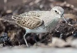 Bécasseau à croupion blanc (Calidris fuscicollis).