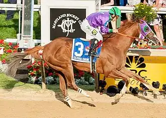 Photographie d'un cheval roux galopant monté par un jockey, vu de profil