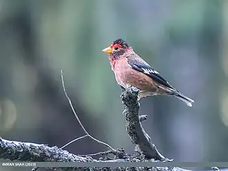 Description de cette image, également commentée ci-après