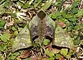 Callambulyx rubricosa (Sphingidae)