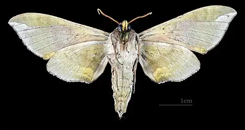 Revers du mâle (coll.MHNT)