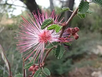 Description de l'image Calliandra eriophylla.jpg.