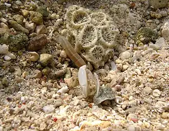 Callianidea typa (Callianideidae).