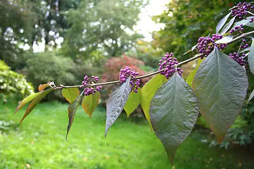 Feuilles et fruits