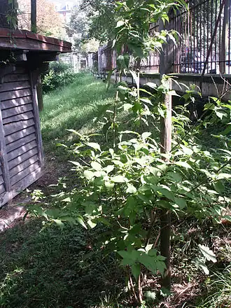 Description de l'image Callicarpa dichotoma vue générale.JPG.