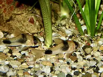 Description de l'image Callichthyidae Corydoras weitzmani 1.jpg.