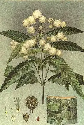 Description de l'image Callicoma serratifolia-Minchen.jpg.