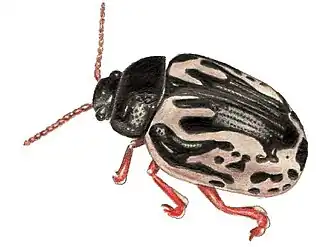 Description de l'image CalligraphaIgnota.jpg.