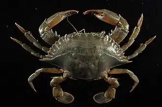 Callinectes bocourti