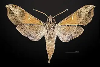 Revers de la femelle MHNT