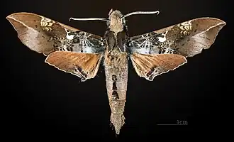 ♂